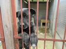 Piękna, spokojna FIBI szuka domu !! Do adopcji !! - 3