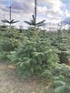 Choinki Jodła Kaukaska 180–300 cm– Hurt- z własnej plantacji - 11