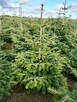 Choinki Jodła Kaukaska 180–300 cm– Hurt- z własnej plantacji - 3
