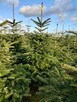 Choinki Jodła Kaukaska 180–300 cm– Hurt- z własnej plantacji - 6