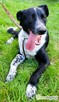 FELIKS - super psiak w typie border collie do adopcji