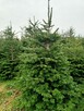Choinki Jodła Kaukaska 180–300 cm– Hurt- z własnej plantacji - 2