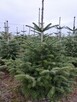 Choinki Jodła Kaukaska 180–300 cm– Hurt- z własnej plantacji - 5