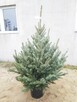 Choinki Jodła Kaukaska 180–300 cm– Hurt- z własnej plantacji - 12