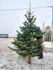 Choinki Jodła Kaukaska 180–300 cm– Hurt- z własnej plantacji - 13