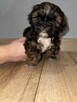 Szczeniaki shih tzu