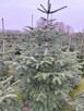 Choinki Jodła Kaukaska 180–300 cm– Hurt- z własnej plantacji - 4