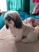 Sprzedam psa Shih tzu - 10