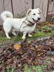 Biszkopt piesek do adopcji Schronisko Sokołów Podl. - 5
