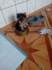 Sprzedam Yorki - 3