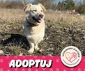 Biszkopt piesek do adopcji Schronisko Sokołów Podl. - 8