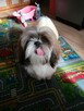 Sprzedam psa Shih tzu - 3