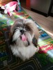 Sprzedam psa Shih tzu - 6