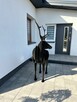 Wyjątkowa dekoracja – przestrzenna figura łosia 3D. - 6