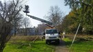 Wycinka pielęgnacja drzew ściąganie jemioły usuwanie posuszu - 5