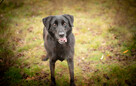 Uśmiechnięty Portos w typie labradora szuka domu! - 5