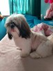 Sprzedam psa Shih tzu - 12