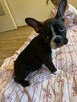 Sprzedam buldoga francuskiego - 4