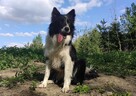 Szczeniak BORDER COLLIE z prof. Hodowli, Pies z pełną dok. - 6