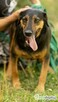 NADIR - piękny psiak w typie gończego do adopcji - 2