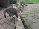 3 miesięczne koty - 4