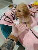 Sunia Cavapoo - 2