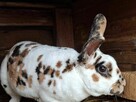 Kroliki Rex Trójbarwny i Japoński- młodzież - 7