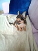 Przepiękna Maleńka Unikatowa Długowłosa Chihuahua - 14