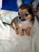 Przepiękna Maleńka Unikatowa Długowłosa Chihuahua - 2