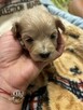 Maltipoo F1 pieski z rodowodem - 2