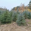 sprzedam choinki - 6