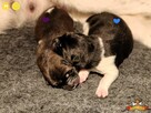 Szczenięta AKITA AMERYKAŃSKA - grudzień - hodowla PlayTime - 3