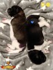 Szczenięta AKITA AMERYKAŃSKA - grudzień - hodowla PlayTime - 4