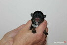 Chihuahua suczka ZKwP FCI! Prawdziwy rodowód - 4