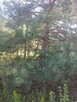 Sprzedam - 5