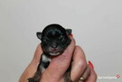 Chihuahua suczka ZKwP FCI! Prawdziwy rodowód - 3