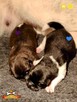 Szczenięta AKITA AMERYKAŃSKA - grudzień - hodowla PlayTime - 16