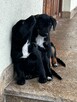 Oddam szczeniaki - 3