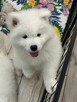 Samoyed Samojed FCI / ZKwP szczeniak do odbioru po 10 grudni - 3
