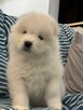Samoyed Samojed FCI / ZKwP szczeniak do odbioru po 10 grudni - 6