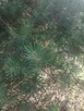 Sprzedam - 2