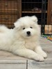 Samoyed Samojed FCI / ZKwP szczeniak do odbioru po 10 grudni - 7
