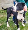 BINGO - kochany psiak w typie amstaffa szuka mądrego domu - 2
