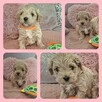 Maltipoo F1- biszkoptowe, badania genetyczne od 19 grudnia - 6