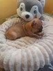 Suczki buldog francuski - 4