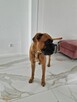 Rasowy roczny bokser - 2