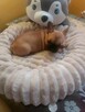 Suczki buldog francuski - 3