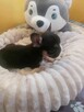 Suczki buldog francuski - 5