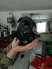 Buldog Francuski szczenięta - 5