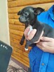 Piesek chihuahua - 3